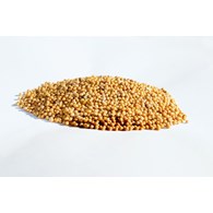 PIĄTNICA GORCZYCA BIAŁA ZIARNO 1kg/15